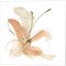 Butterfly Flower by Chris Paschke 14" x 14" Canvas Wall Art (Set of 2)